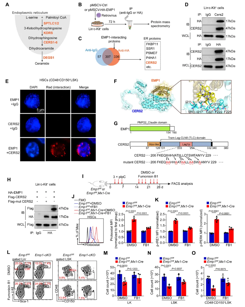 nat.commun.(IF=15.7)|重庆医科大学侯宇教授团队：EMP1调控鞘脂代谢守护造血干细胞新机制，为血液疾病干预开辟新思路(图8)