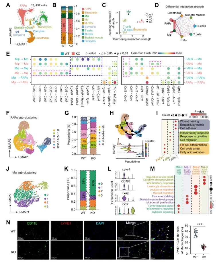 JCI(IF 13.6)|焦亡不只是“损伤”，海军军医大学研究团队解锁肌肉再生密码—GSDME/IL-18轴的神奇作用(图6)