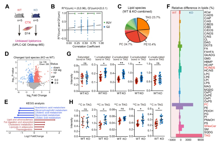 JCI(IF 13.6)|焦亡不只是“损伤”，海军军医大学研究团队解锁肌肉再生密码—GSDME/IL-18轴的神奇作用(图5)