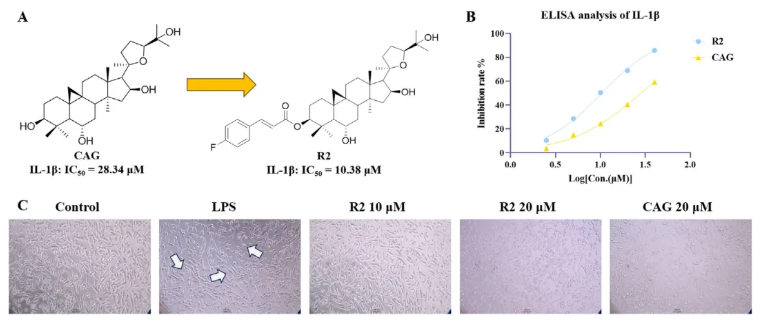 CNS Neurosci.Ther.(IF=5)|山西中医药大学研究团队:环黄芪醇R2靶向TLR4/NF-κB/TERT改善帕金森(图4) CNS Neurosci.Ther.(IF=5)|山西中医药大学研究团队:环黄芪醇R2靶向TLR4/NF-κB/TERT改善帕金森(图4)
