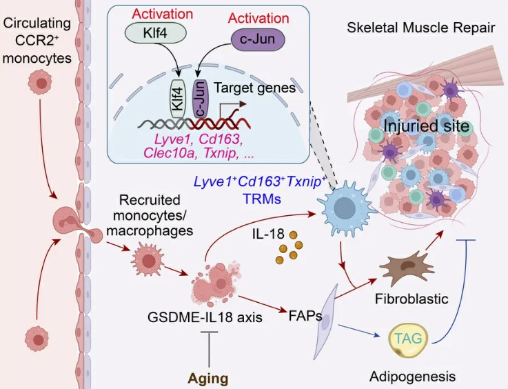JCI(IF 13.6)|焦亡不只是“损伤”，海军军医大学研究团队解锁肌肉再生密码—GSDME/IL-18轴的神奇作用(图2)