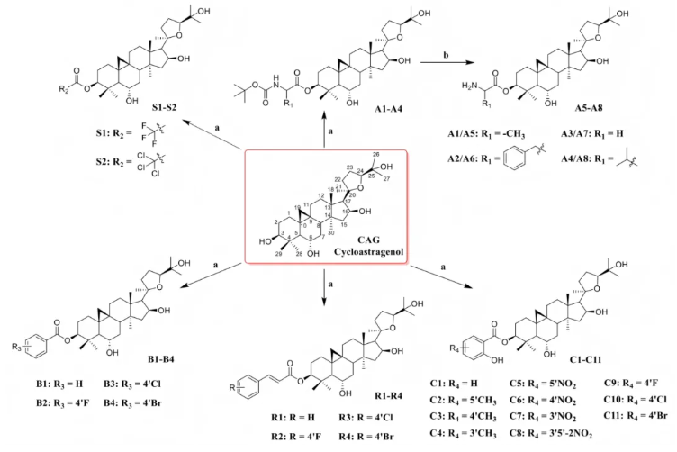 CNS Neurosci.Ther.(IF=5)|山西中医药大学研究团队:环黄芪醇R2靶向TLR4/NF-κB/TERT改善帕金森(图3) CNS Neurosci.Ther.(IF=5)|山西中医药大学研究团队:环黄芪醇R2靶向TLR4/NF-κB/TERT改善帕金森(图3)