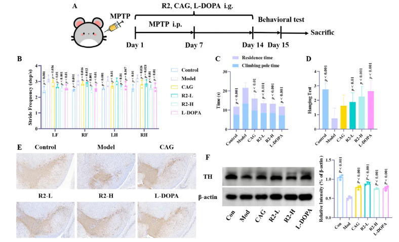 CNS Neurosci.Ther.(IF=5)|山西中医药大学研究团队:环黄芪醇R2靶向TLR4/NF-κB/TERT改善帕金森(图6) CNS Neurosci.Ther.(IF=5)|山西中医药大学研究团队:环黄芪醇R2靶向TLR4/NF-κB/TERT改善帕金森(图6)