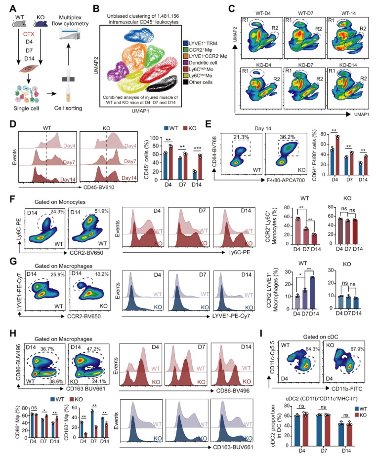 JCI(IF 13.6)|焦亡不只是“损伤”，海军军医大学研究团队解锁肌肉再生密码—GSDME/IL-18轴的神奇作用(图9)
