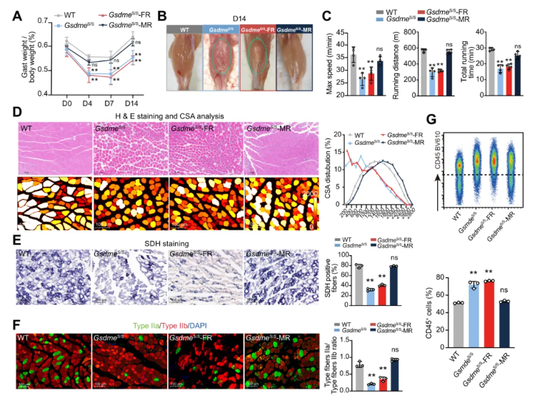 JCI(IF 13.6)|焦亡不只是“损伤”，海军军医大学研究团队解锁肌肉再生密码—GSDME/IL-18轴的神奇作用(图7)
