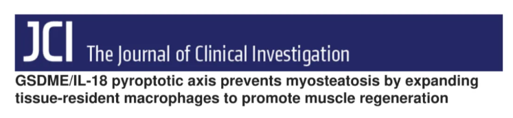 JCI(IF 13.6)|焦亡不只是“损伤”，海军军医大学研究团队解锁肌肉再生密码—GSDME/IL-18轴的神奇作用(图1)