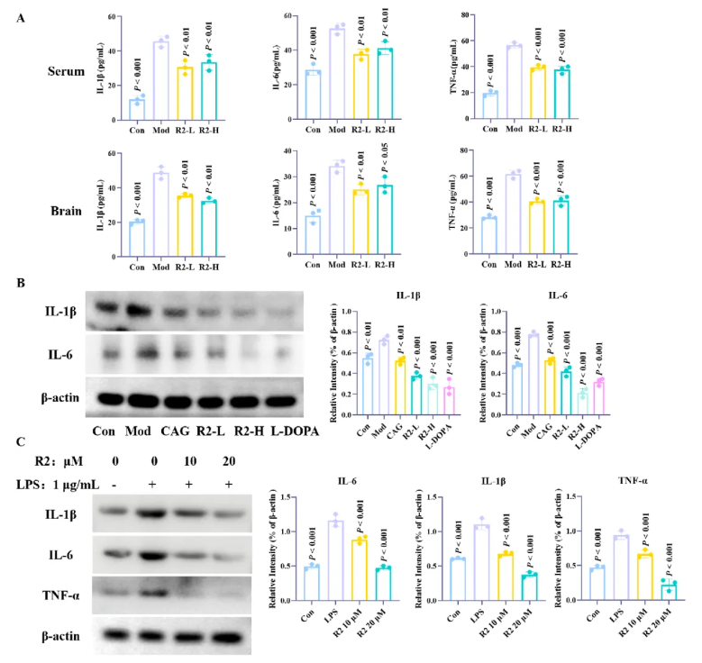 CNS Neurosci.Ther.(IF=5)|山西中医药大学研究团队:环黄芪醇R2靶向TLR4/NF-κB/TERT改善帕金森(图7) CNS Neurosci.Ther.(IF=5)|山西中医药大学研究团队:环黄芪醇R2靶向TLR4/NF-κB/TERT改善帕金森(图7)