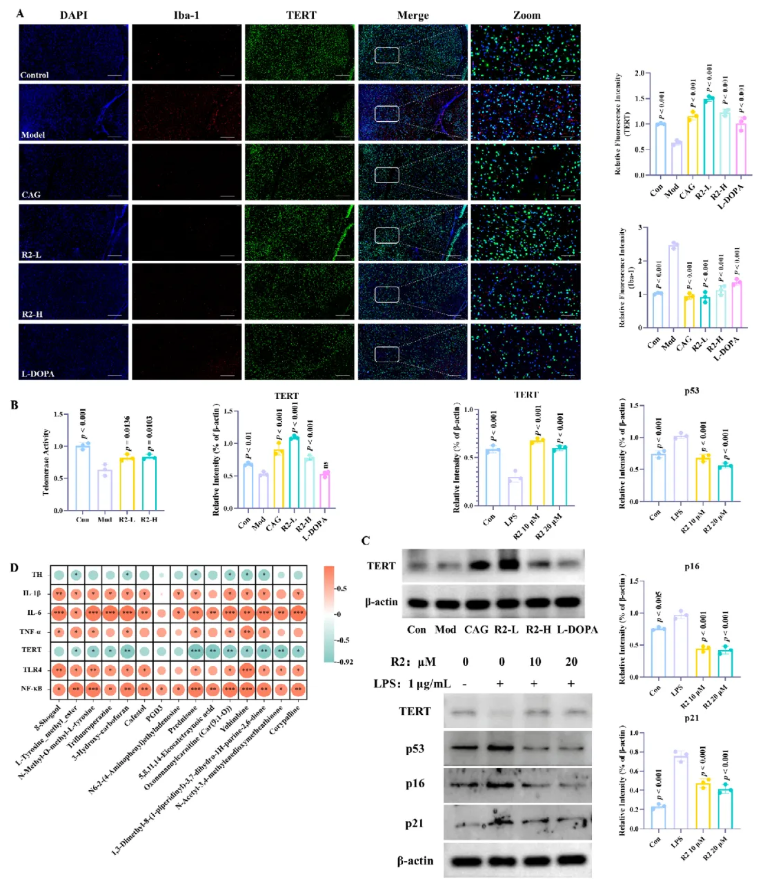 CNS Neurosci.Ther.(IF=5)|山西中医药大学研究团队:环黄芪醇R2靶向TLR4/NF-κB/TERT改善帕金森(图11) CNS Neurosci.Ther.(IF=5)|山西中医药大学研究团队:环黄芪醇R2靶向TLR4/NF-κB/TERT改善帕金森(图11)