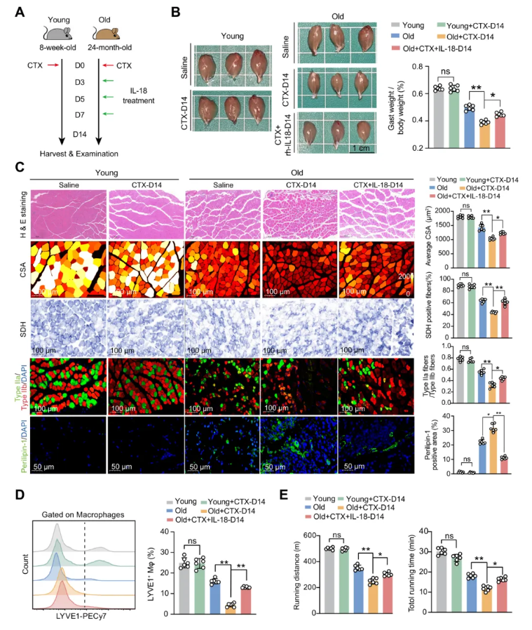JCI(IF 13.6)|焦亡不只是“损伤”，海军军医大学研究团队解锁肌肉再生密码—GSDME/IL-18轴的神奇作用(图11)