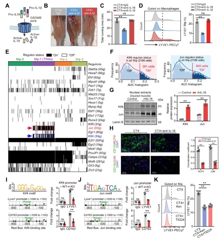 JCI(IF 13.6)|焦亡不只是“损伤”，海军军医大学研究团队解锁肌肉再生密码—GSDME/IL-18轴的神奇作用(图10)