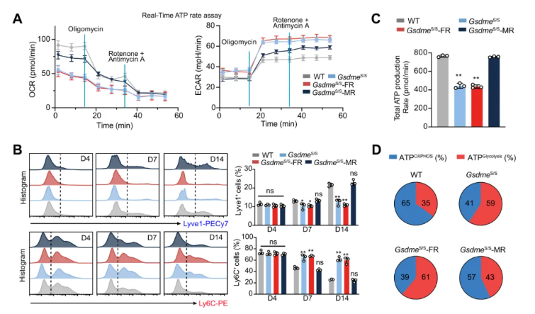 JCI(IF 13.6)|焦亡不只是“损伤”，海军军医大学研究团队解锁肌肉再生密码—GSDME/IL-18轴的神奇作用(图8)
