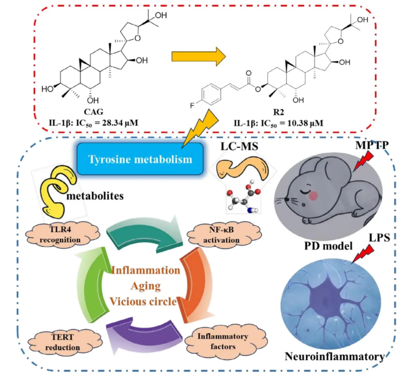 CNS Neurosci.Ther.(IF=5)|山西中医药大学研究团队:环黄芪醇R2靶向TLR4/NF-κB/TERT改善帕金森(图2) CNS Neurosci.Ther.(IF=5)|山西中医药大学研究团队:环黄芪醇R2靶向TLR4/NF-κB/TERT改善帕金森(图2)