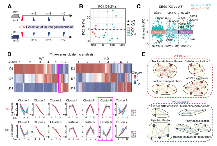 JCI(IF 13.6)|焦亡不只是“损伤”，海军军医大学研究团队解锁肌肉再生密码—GSDME/IL-18轴的神奇作用(图4)