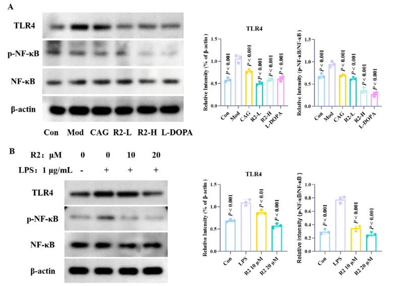 CNS Neurosci.Ther.(IF=5)|山西中医药大学研究团队:环黄芪醇R2靶向TLR4/NF-κB/TERT改善帕金森(图10) CNS Neurosci.Ther.(IF=5)|山西中医药大学研究团队:环黄芪醇R2靶向TLR4/NF-κB/TERT改善帕金森(图10)