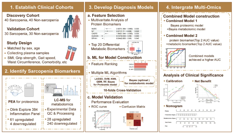 JCSM(IF=9.1)|四川大学华西医院姜昊团队：整合血浆蛋白质组与代谢组学构建肌少症新型诊断模型(图2)