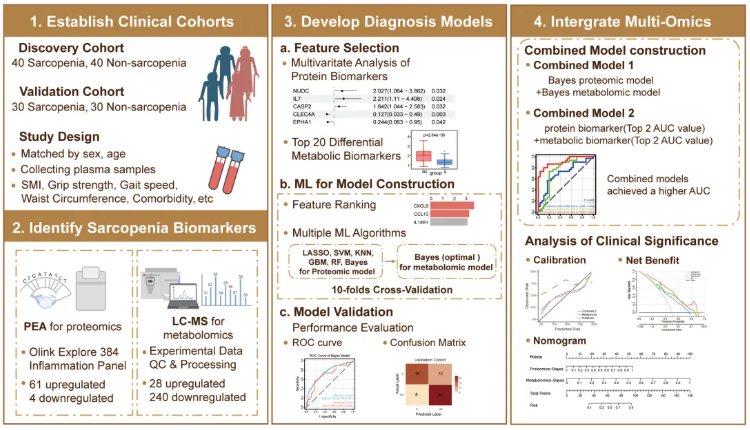 JCSM(IF=9.1)|四川大学华西医院姜昊团队：整合血浆蛋白质组与代谢组学构建肌少症新型诊断模型(图2)