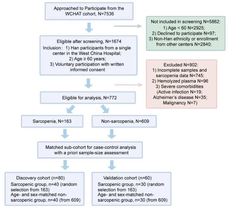 JCSM(IF=9.1)|四川大学华西医院姜昊团队：整合血浆蛋白质组与代谢组学构建肌少症新型诊断模型(图3)