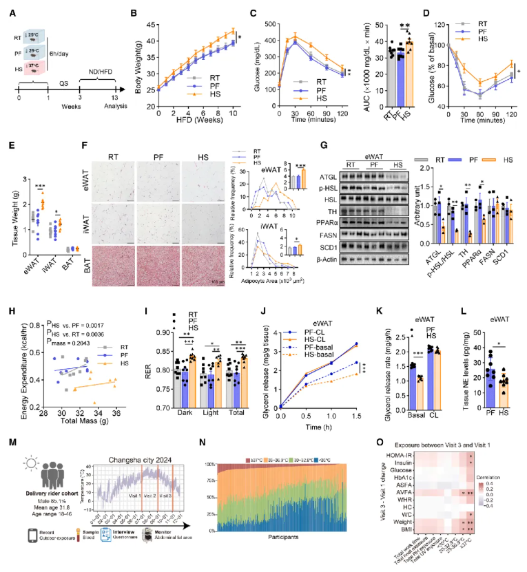 Cell(IF=42.5)|湘雅医院罗湘杭教授团队：热应激通过皮肤-下丘脑轴驱动代谢紊乱，维生素A可逆转表观遗传热记忆(图2)