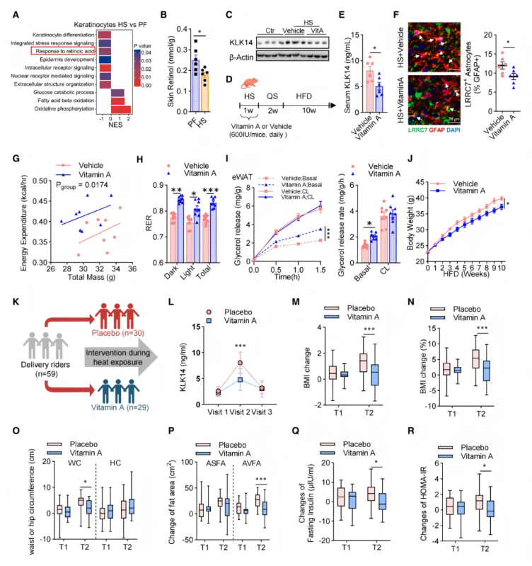 Cell(IF=42.5)|湘雅医院罗湘杭教授团队：热应激通过皮肤-下丘脑轴驱动代谢紊乱，维生素A可逆转表观遗传热记忆(图8)