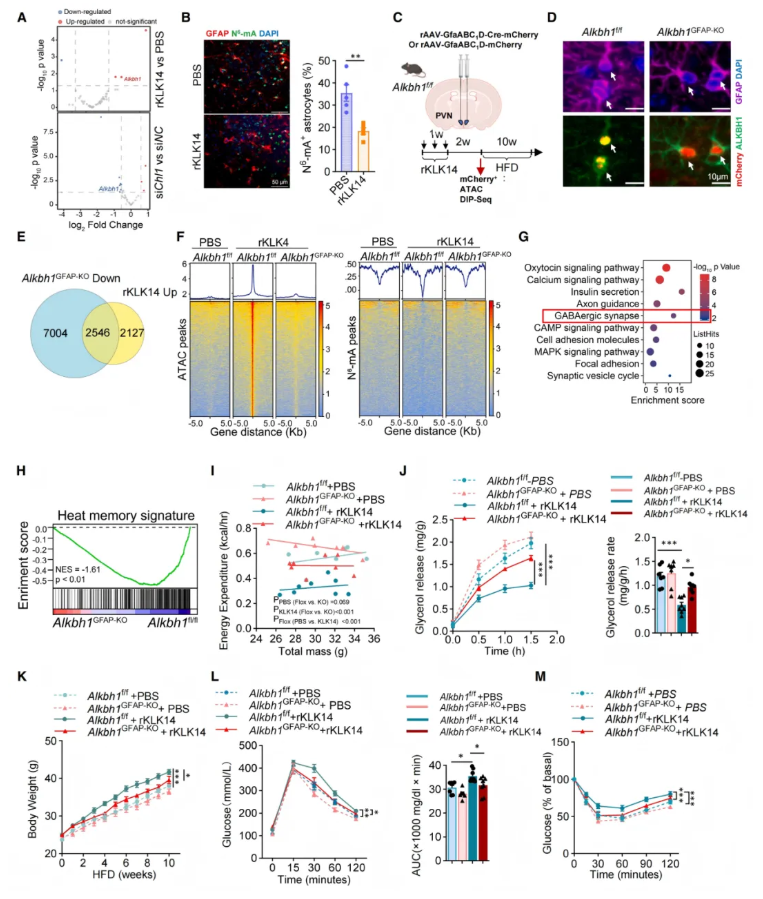 Cell(IF=42.5)|湘雅医院罗湘杭教授团队：热应激通过皮肤-下丘脑轴驱动代谢紊乱，维生素A可逆转表观遗传热记忆(图6)