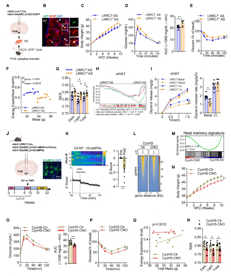 Cell(IF=42.5)|湘雅医院罗湘杭教授团队：热应激通过皮肤-下丘脑轴驱动代谢紊乱，维生素A可逆转表观遗传热记忆(图4)