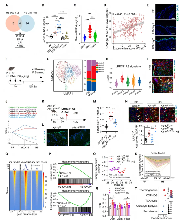 Cell(IF=42.5)|湘雅医院罗湘杭教授团队：热应激通过皮肤-下丘脑轴驱动代谢紊乱，维生素A可逆转表观遗传热记忆(图5)