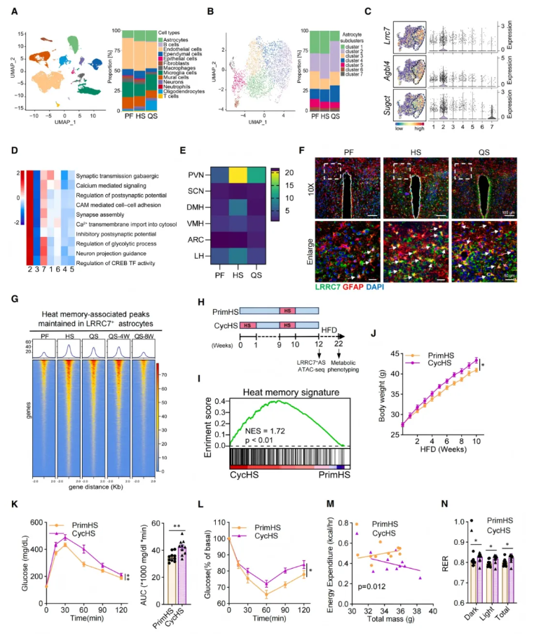 Cell(IF=42.5)|湘雅医院罗湘杭教授团队：热应激通过皮肤-下丘脑轴驱动代谢紊乱，维生素A可逆转表观遗传热记忆(图3)