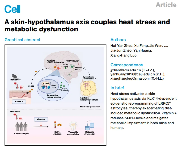 Cell(IF=42.5)|湘雅医院罗湘杭教授团队：热应激通过皮肤-下丘脑轴驱动代谢紊乱，维生素A可逆转表观遗传热记忆(图1)