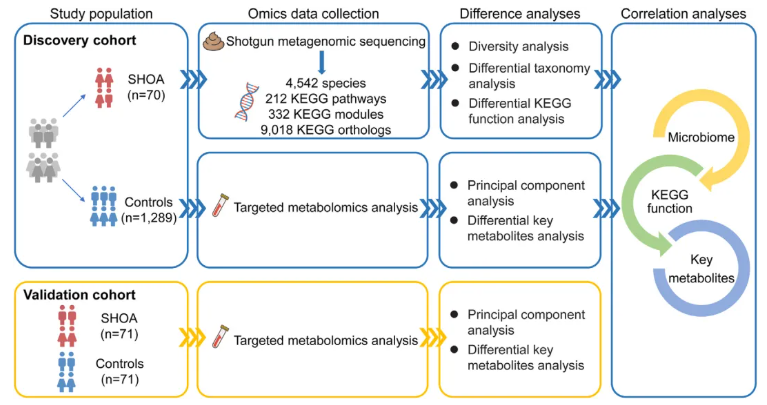 eBioMedicine (IF=10.8)|肠菌代谢紊乱与关节损伤密切相关！解锁症状性手骨关节炎关键调控机制(图3)