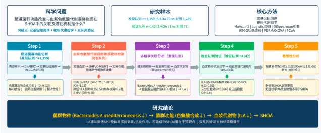 eBioMedicine (IF=10.8)|肠菌代谢紊乱与关节损伤密切相关！解锁症状性手骨关节炎关键调控机制(图2)