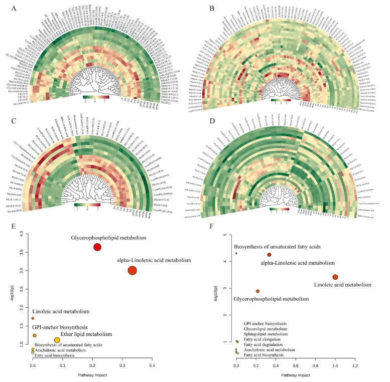 Phytomedicine(IF=8.3)|喝饮料也能降血脂？兰州大学研究团队发现：沙棘+水飞蓟固体饮料，显著改善高脂血症大鼠指标！(图10)