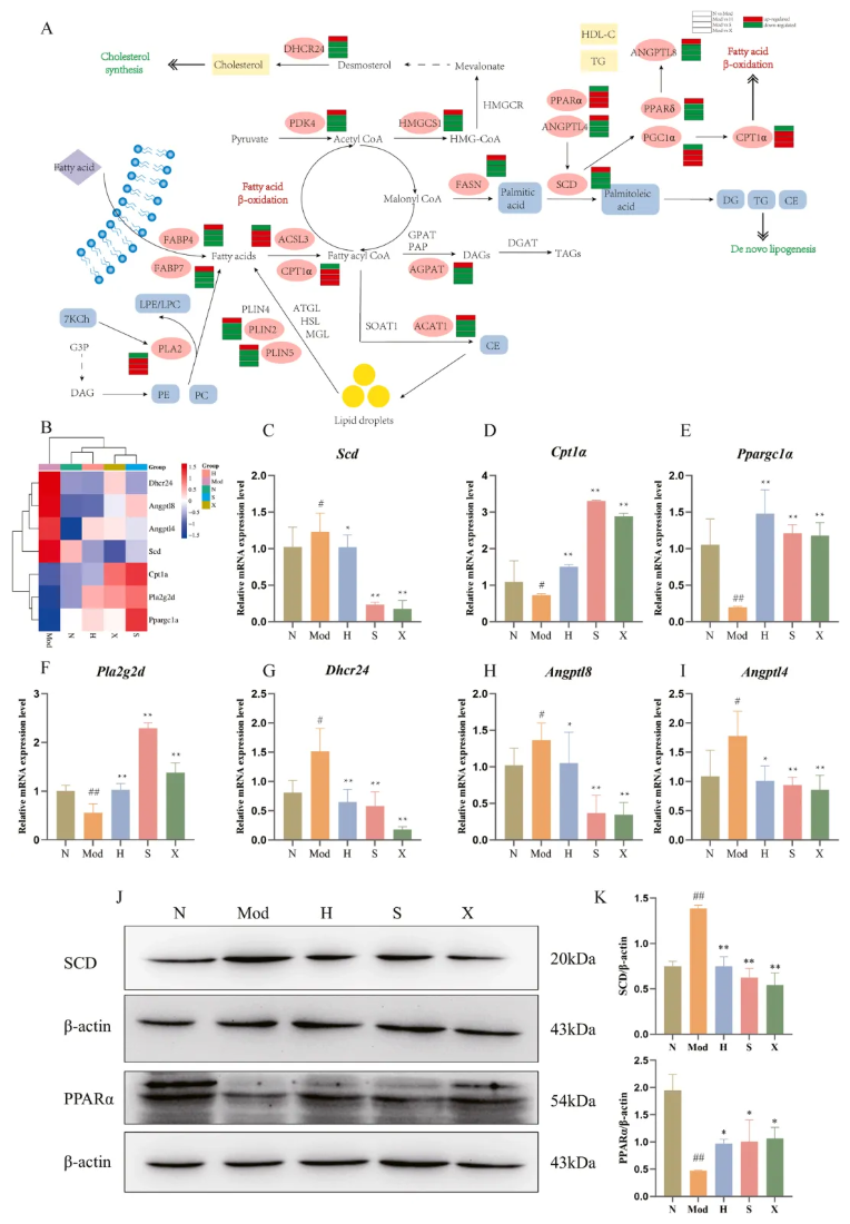 Phytomedicine(IF=8.3)|喝饮料也能降血脂？兰州大学研究团队发现：沙棘+水飞蓟固体饮料，显著改善高脂血症大鼠指标！(图13)