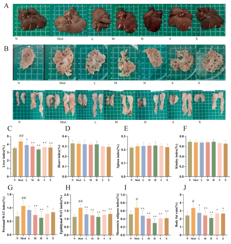 Phytomedicine(IF=8.3)|喝饮料也能降血脂？兰州大学研究团队发现：沙棘+水飞蓟固体饮料，显著改善高脂血症大鼠指标！(图5)