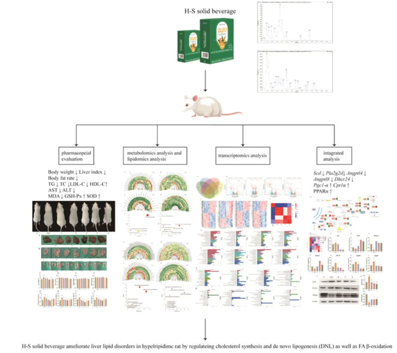 Phytomedicine(IF=8.3)|喝饮料也能降血脂？兰州大学研究团队发现：沙棘+水飞蓟固体饮料，显著改善高脂血症大鼠指标！(图2)