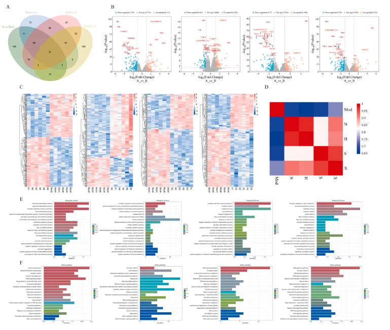 Phytomedicine(IF=8.3)|喝饮料也能降血脂？兰州大学研究团队发现：沙棘+水飞蓟固体饮料，显著改善高脂血症大鼠指标！(图11)