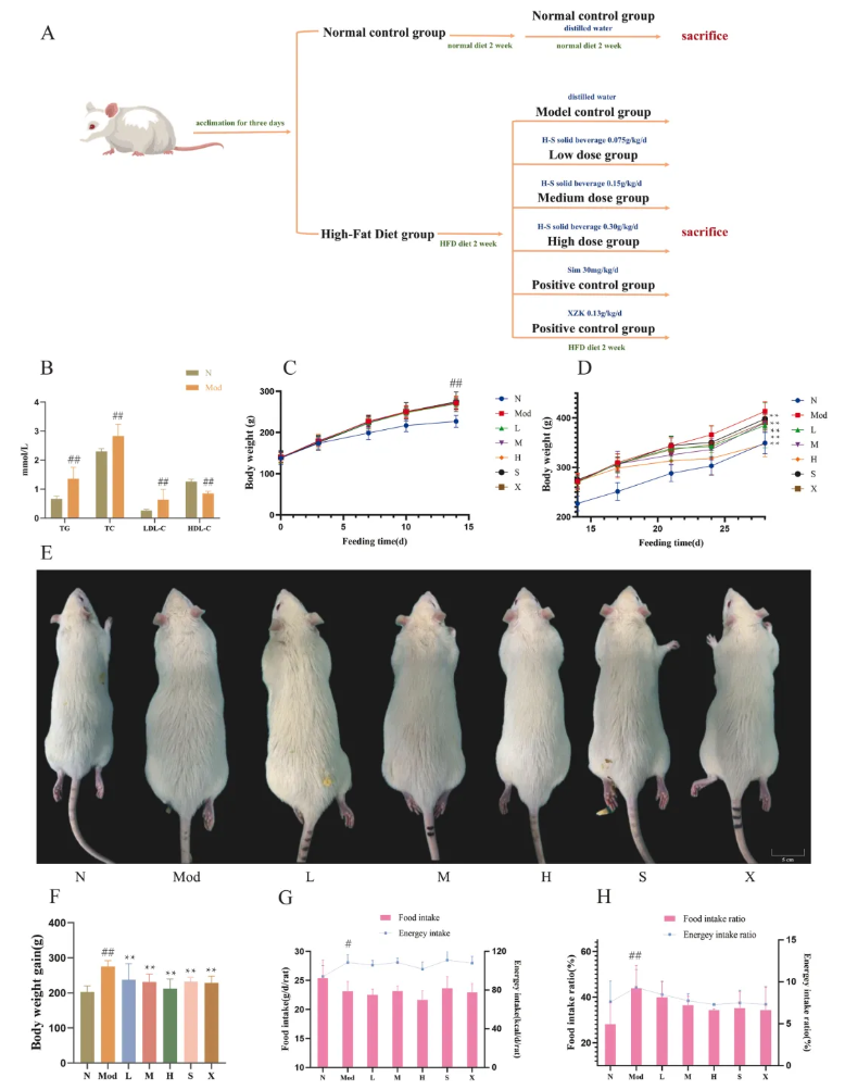 Phytomedicine(IF=8.3)|喝饮料也能降血脂？兰州大学研究团队发现：沙棘+水飞蓟固体饮料，显著改善高脂血症大鼠指标！(图4)