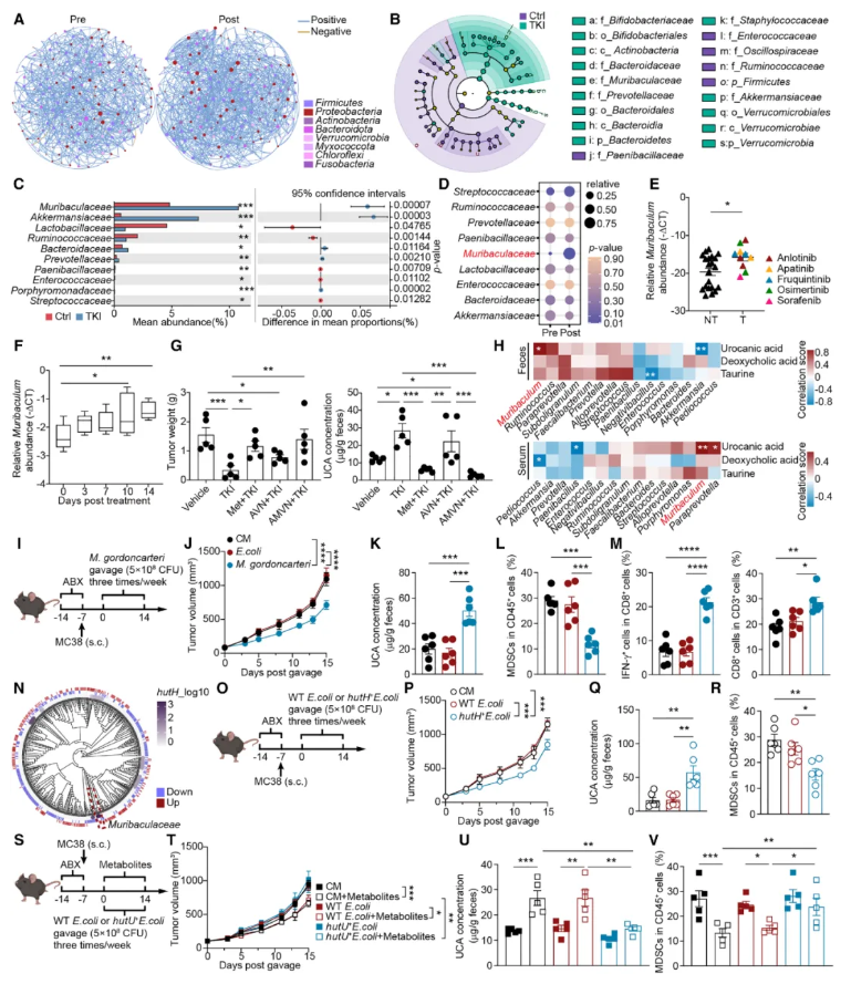 Cell子刊(IF=18.7)|中国药科大学单云龙团队：菌群代谢物尿刊酸重塑肿瘤免疫微环境，强效增敏免疫治疗(图4)