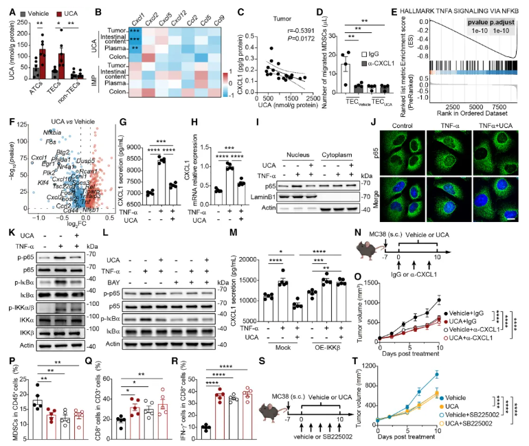 Cell子刊(IF=18.7)|中国药科大学单云龙团队：菌群代谢物尿刊酸重塑肿瘤免疫微环境，强效增敏免疫治疗(图6)