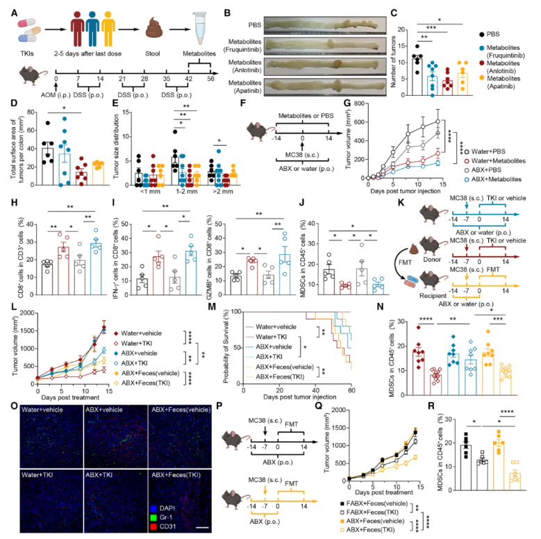 Cell子刊(IF=18.7)|中国药科大学单云龙团队：菌群代谢物尿刊酸重塑肿瘤免疫微环境，强效增敏免疫治疗(图2)