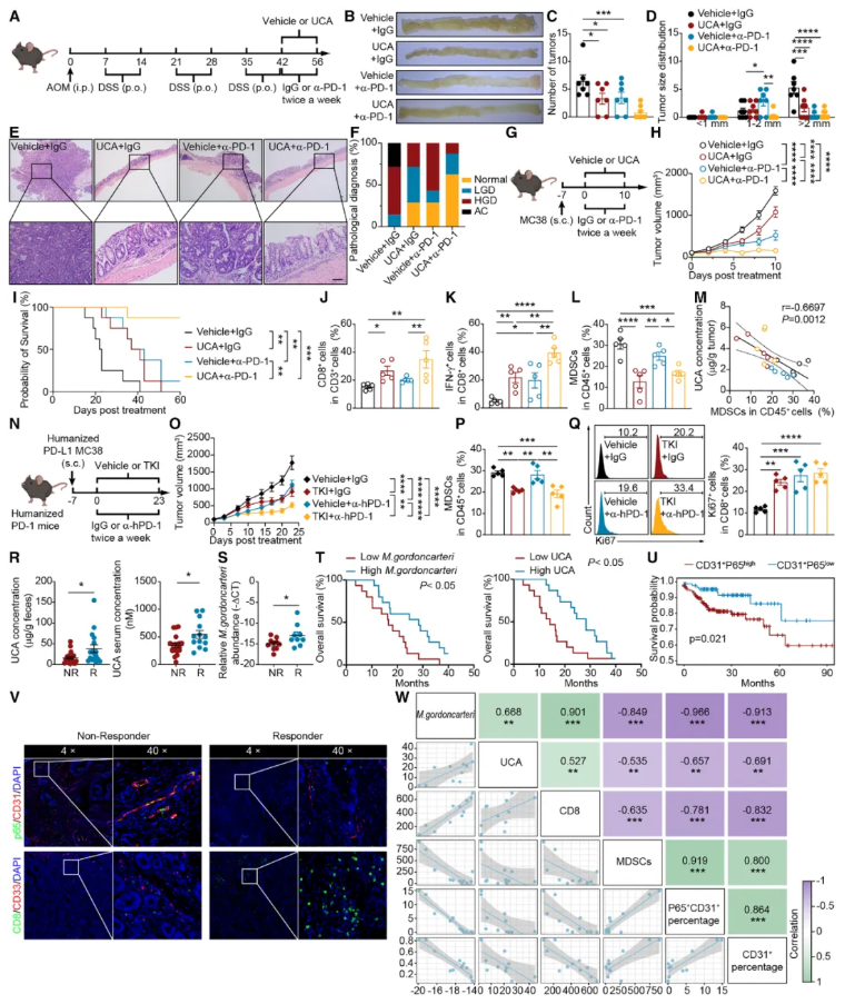 Cell子刊(IF=18.7)|中国药科大学单云龙团队：菌群代谢物尿刊酸重塑肿瘤免疫微环境，强效增敏免疫治疗(图8)