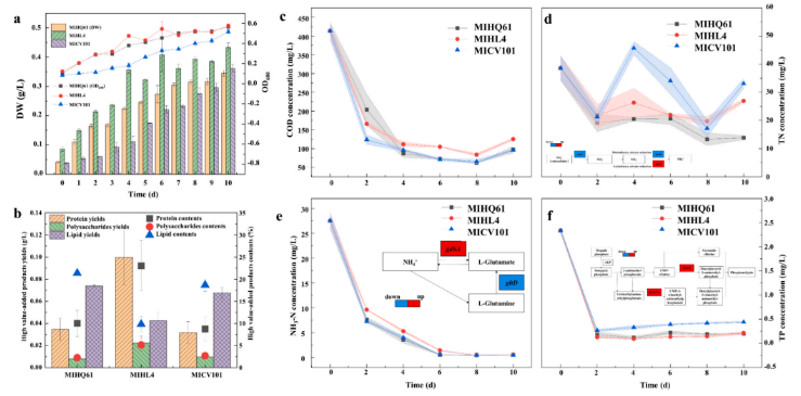 Bioresour Technol.北林洪喻教授团队发现：调控碳源互作解锁小球藻代谢密码！(图2)