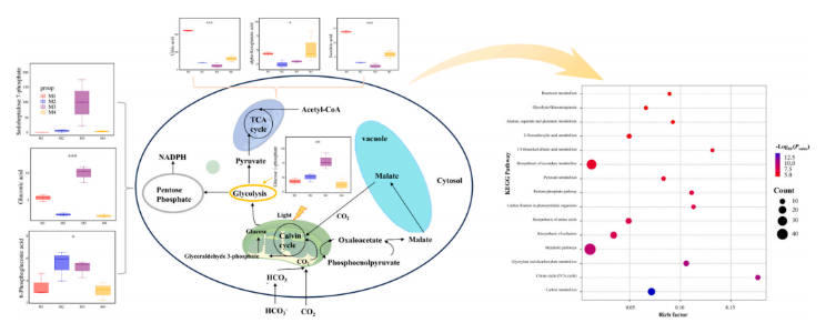 Bioresour Technol.北林洪喻教授团队发现：调控碳源互作解锁小球藻代谢密码！(图7)