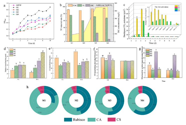 Bioresour Technol.北林洪喻教授团队发现：调控碳源互作解锁小球藻代谢密码！(图6)