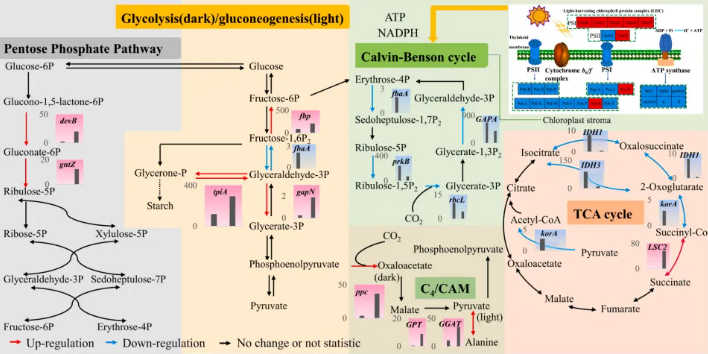 Bioresour Technol.北林洪喻教授团队发现：调控碳源互作解锁小球藻代谢密码！(图3)