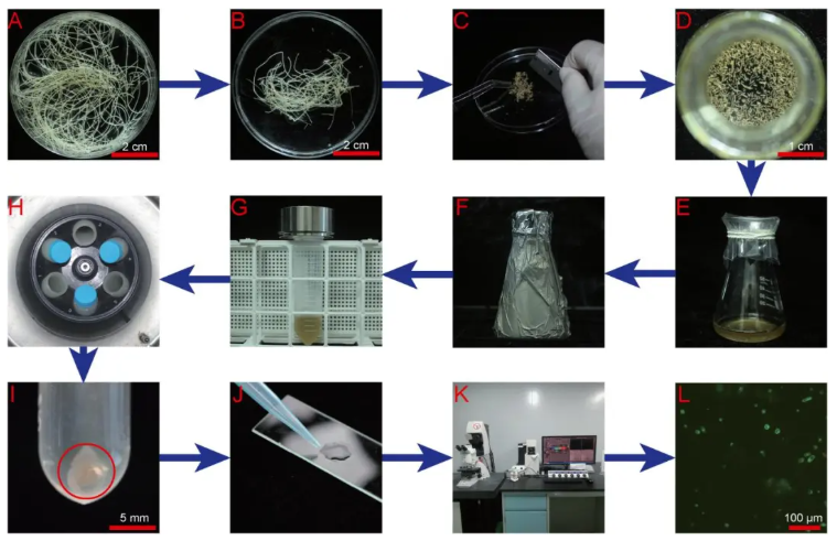 PPB(IF=5.7)|热科院刘攀道老师团队利用柱花草毛状根体系，挖掘HAD功能基因，解析代谢调控介导耐铝毒的新机制(图7)