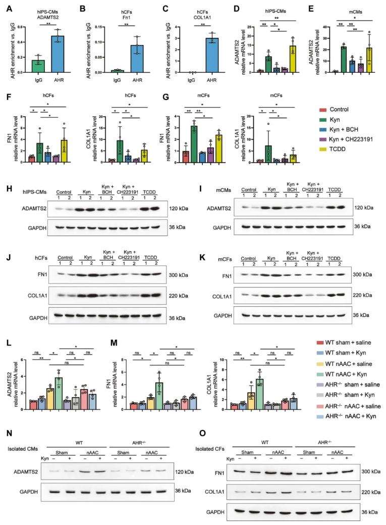 Sci.Adv.(IF=12.5)|上海交大研究团队：破解儿童心脏重塑难题，肠道菌群代谢物与益生菌干预成关键(图5)