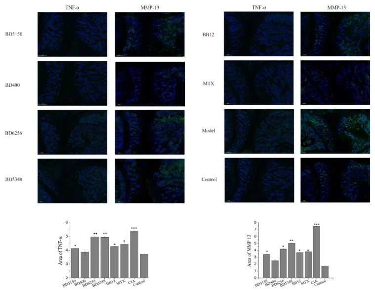 Front.Immunol.(IF=5.9)|益生菌BD400重塑肠道菌群并调控组氨酸代谢，实现类风湿关节炎早期保护(图5)