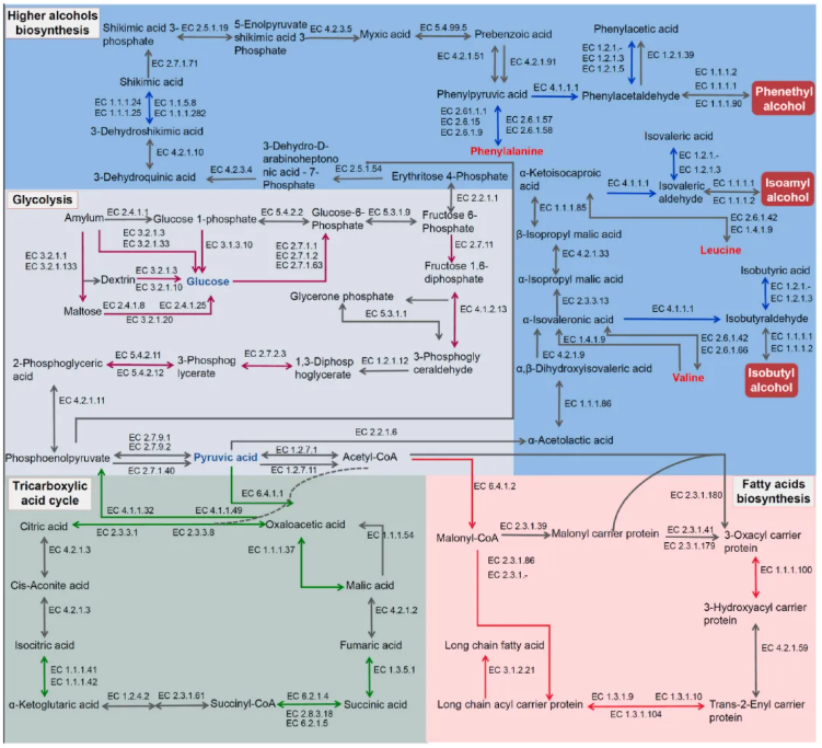 Food Biosci.(IF=5.9)|同为米酒酿造为何高级醇参差不齐？福大研究团队锁定菌群关键诱因(图11)