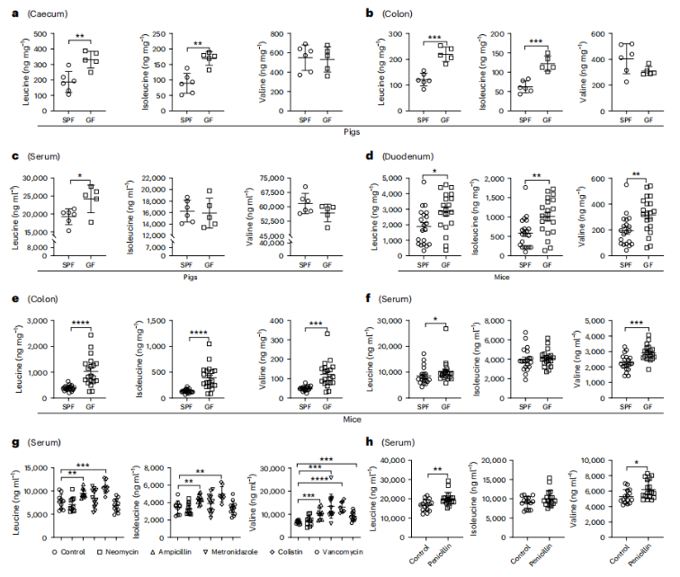 nat.microbiol.(IF=19.4)|华南农大研究团队发现代谢疾病治疗新思路，一株乳杆菌凭借茶氨酸层层解锁BCAA代谢密码(图2)