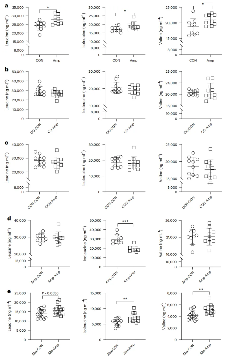 nat.microbiol.(IF=19.4)|华南农大研究团队发现代谢疾病治疗新思路，一株乳杆菌凭借茶氨酸层层解锁BCAA代谢密码(图3)